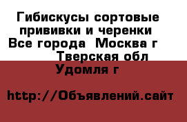 Гибискусы сортовые, прививки и черенки - Все города, Москва г.  »    . Тверская обл.,Удомля г.